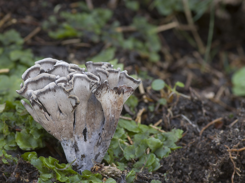 Thelephora palmata